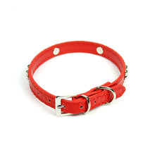 Dog Bone Collar in Red by The Paw Wag Company
